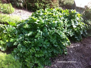 Acanthus spinosus